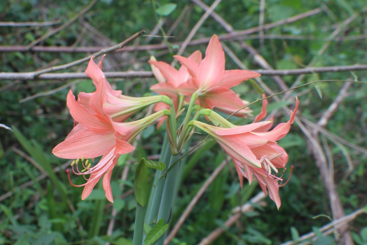 Hippeastrum